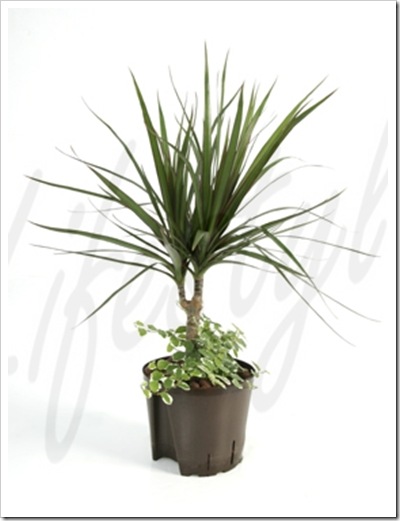 دراسینا مارگیناتا